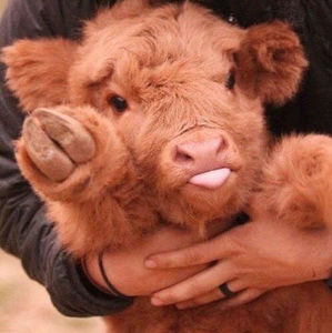 Meet your Posher, Neve